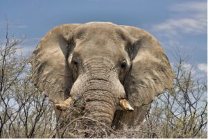 Impressionen aus Namibia von Engelmann