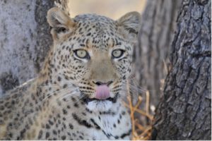 namibia leopard